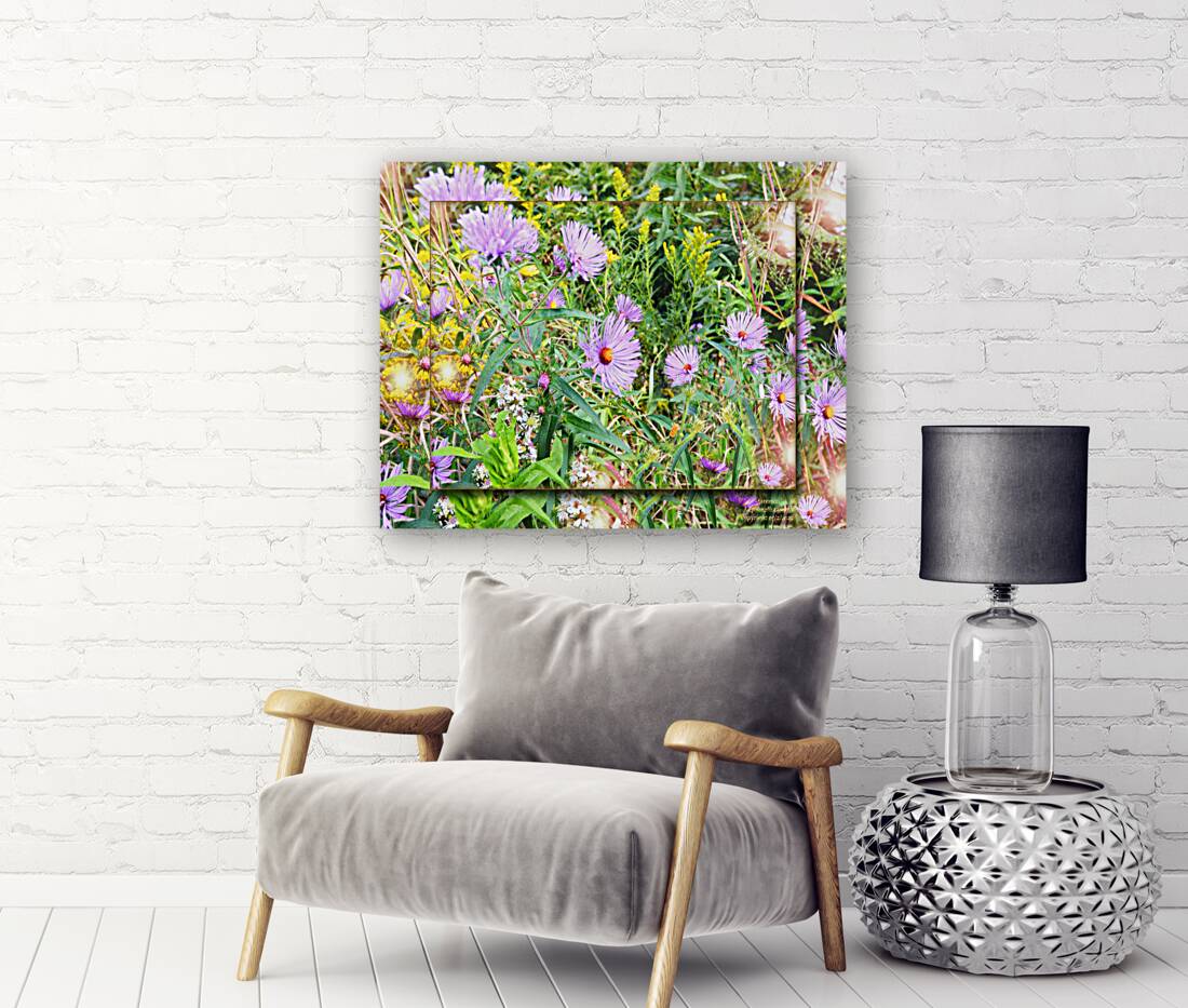 Asters 2 FS  Reproduction