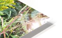 Asters OSE HD Metal print