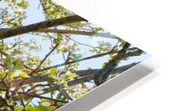 Apple Blossoms OSE HD Metal print