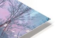NC Winter Trees OS HD Metal print