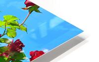 Rose Arbor OSC HD Metal print