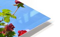 Rose Arbor OS HD Metal print