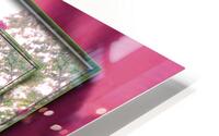 Summer Rose Arbor 3  HD Metal print