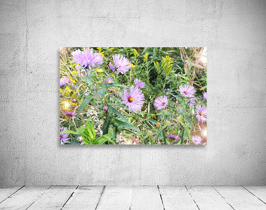 Asters OSE Wall Preview