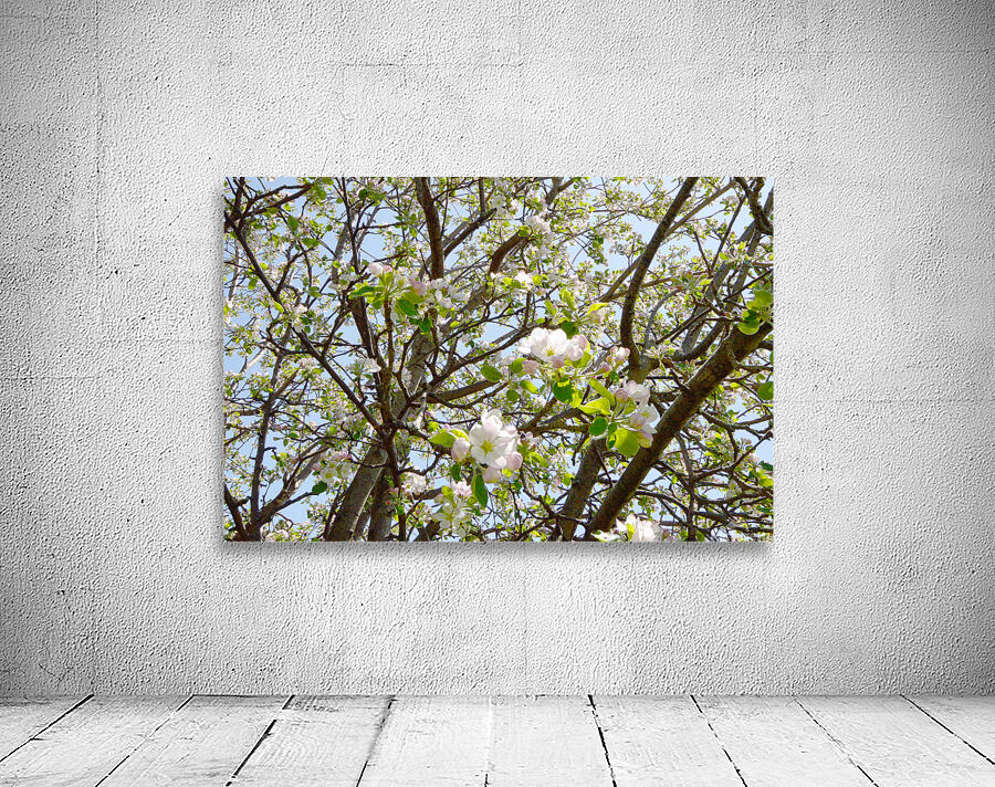 Apple Blossoms OSE Wall Preview