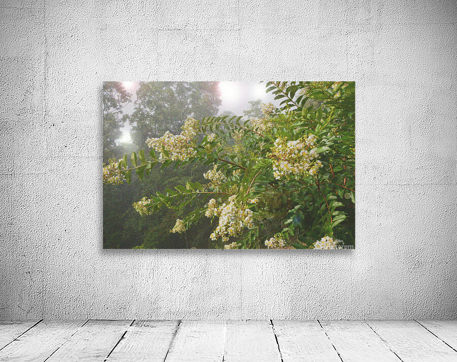 Crepe Myrtle Variation 3 OS Wall Preview