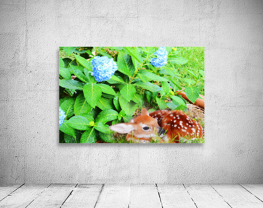 Fawn in Hydrangea OS Wall Preview