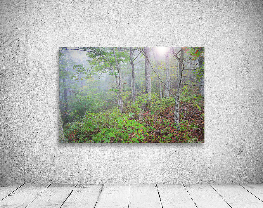 Forest Glow 2 OS Wall Preview
