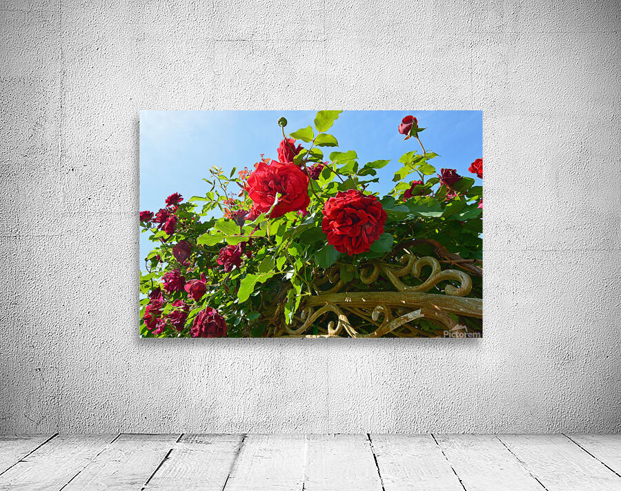 Rose Arbor OS Wall Preview