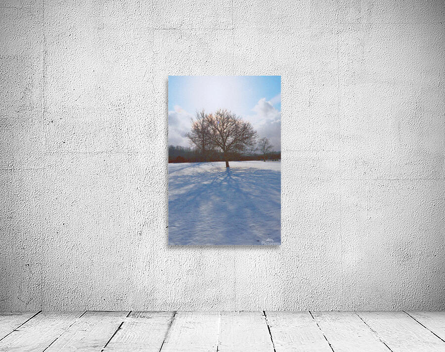 Walnut Tree Snow and Shadow OS Wall Preview