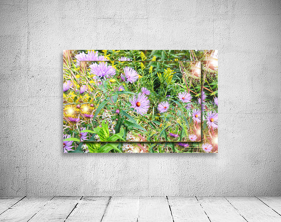 Asters 2  Wall Preview
