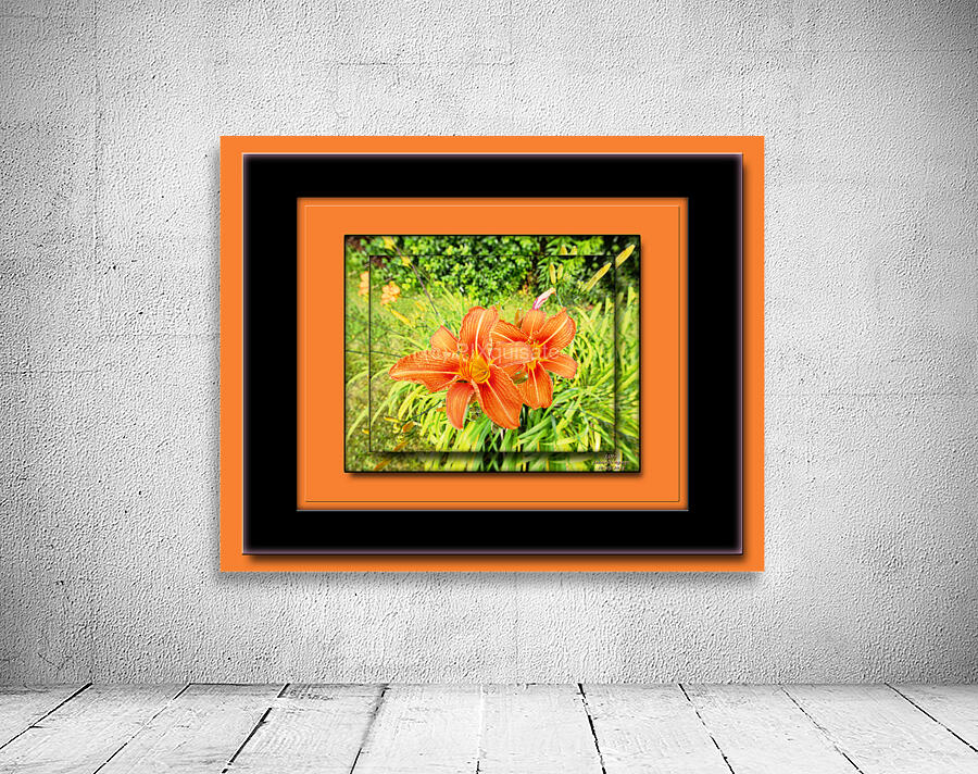 Lilly DF Wall Preview