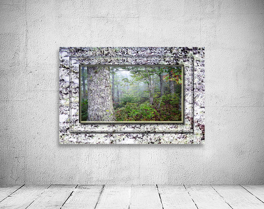 Magic Woods DF Wall Preview