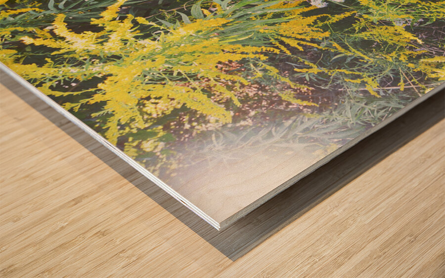 Goldenrod Version 3 OS Wood print