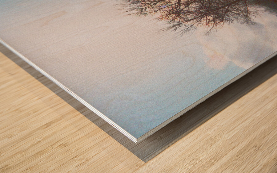 Walnut Tree Snow and Shadow OS Wood print