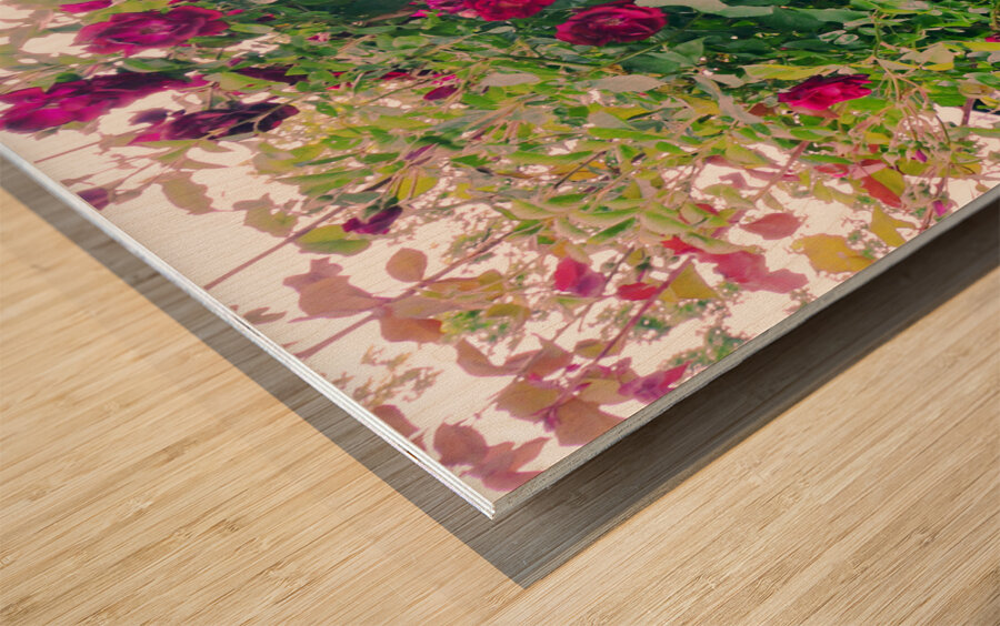Summer Rose Arbor edit 4 Original size Wood print