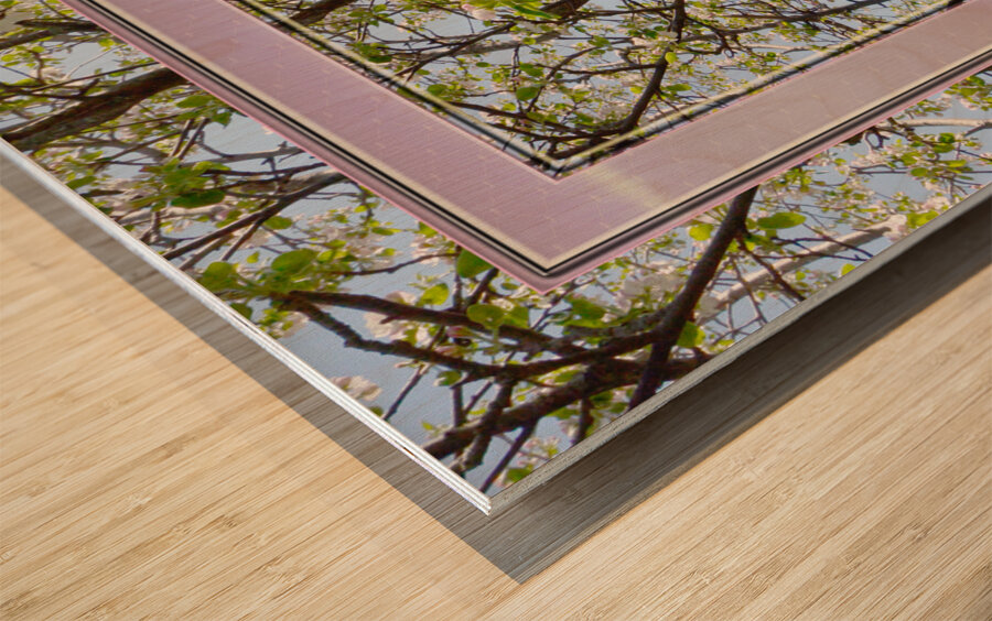 Apple Blossoms Version 3  Wood print