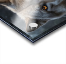 Majestic Wolf Portrait with Golden Eyes Acrylic print