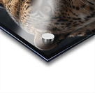 Close Up Portrait of a Leopard Acrylic print