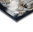 Majestic Snow Leopard Portrait Acrylic print