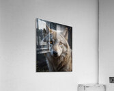 Majestic Wolf Portrait with Golden Eyes Acrylic Print