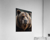 Majestic Brown Bear Portrait Acrylic Print