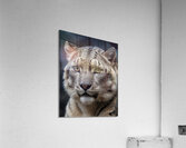 Majestic Snow Leopard Portrait Acrylic Print