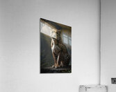 Majestic Leopard in Forest Light Acrylic Print