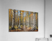 Autumn Birch Forest Path Acrylic Print