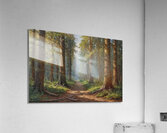 Serene Forest Pathway with Tall Pine Trees Acrylic Print