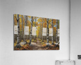 Autumn Forest Path with Vibrant Foliage Acrylic Print