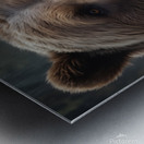 Majestic Brown Bear Portrait Metal print