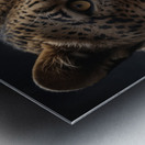 Close Up Portrait of a Leopard Metal print