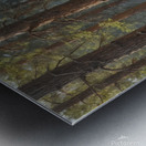 Serene Forest Pathway with Tall Pine Trees Metal print