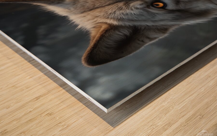 Majestic Wolf Portrait with Golden Eyes Wood print