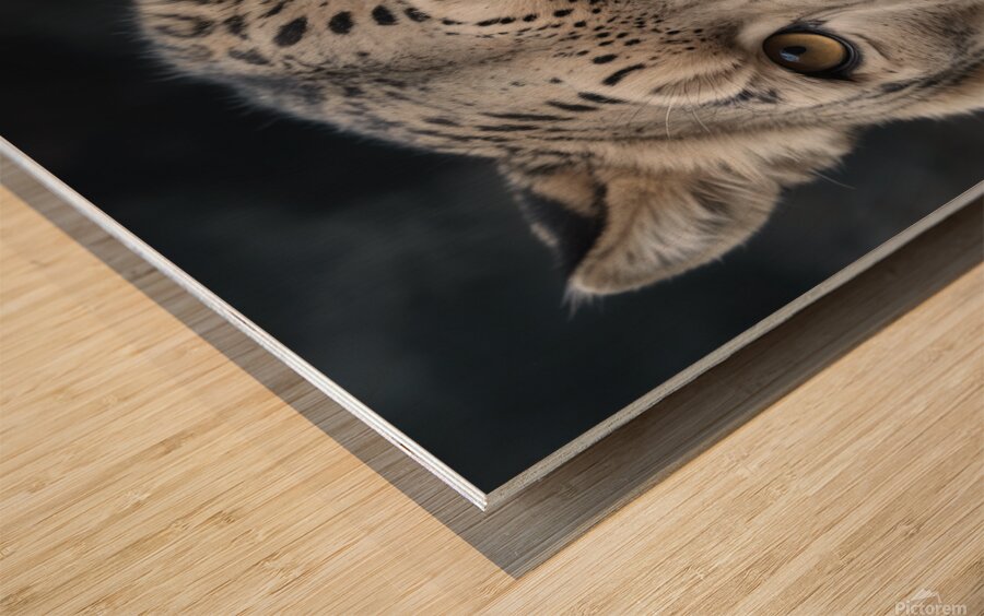 Majestic Snow Leopard Portrait Wood print