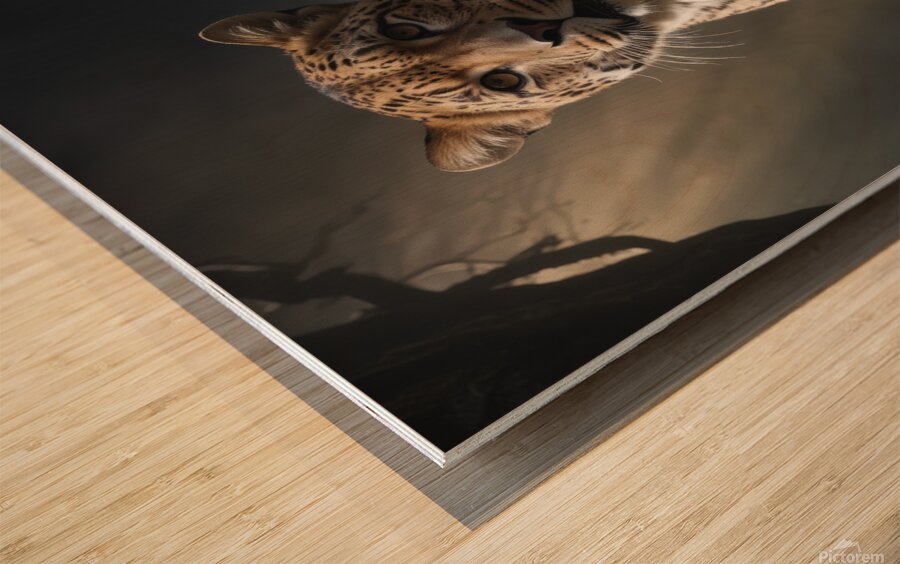 Majestic Leopard in Forest Light Wood print