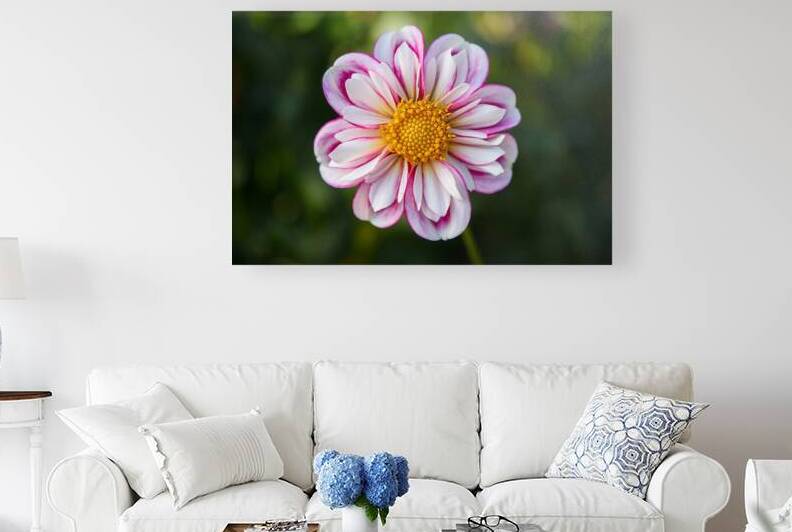 Bumble Rumble Dahlia 1 by PNWDAHLIAS