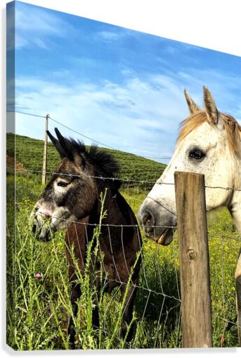 Beautiful horses Canvas Print