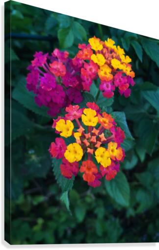 A beautiful flowers Canvas Print