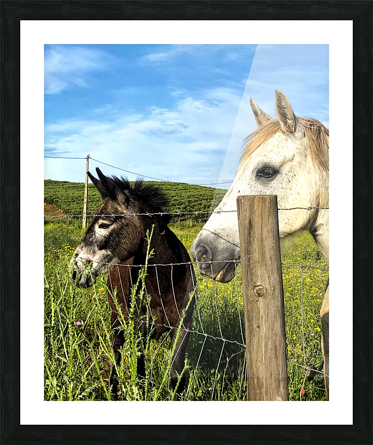 Beautiful horses Picture Frame print