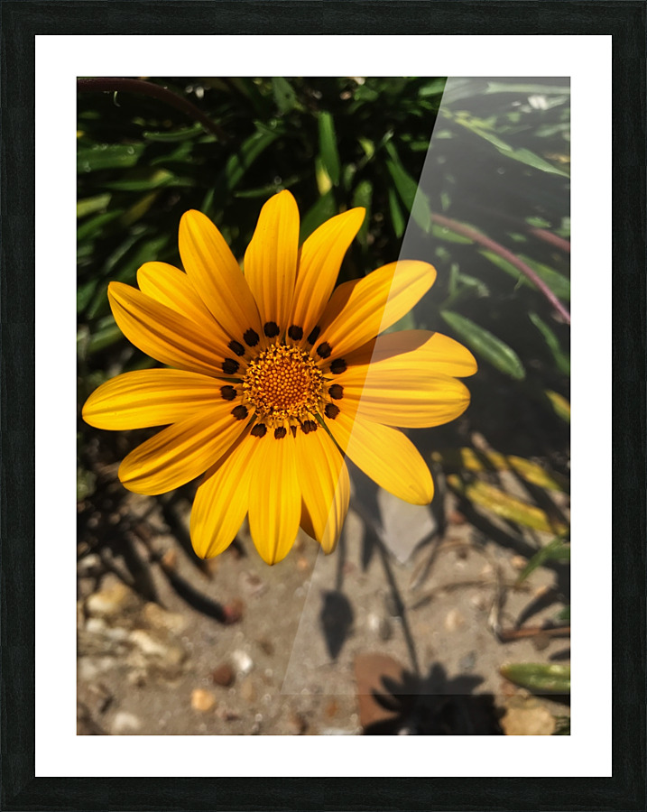 A jellow flower Picture Frame print