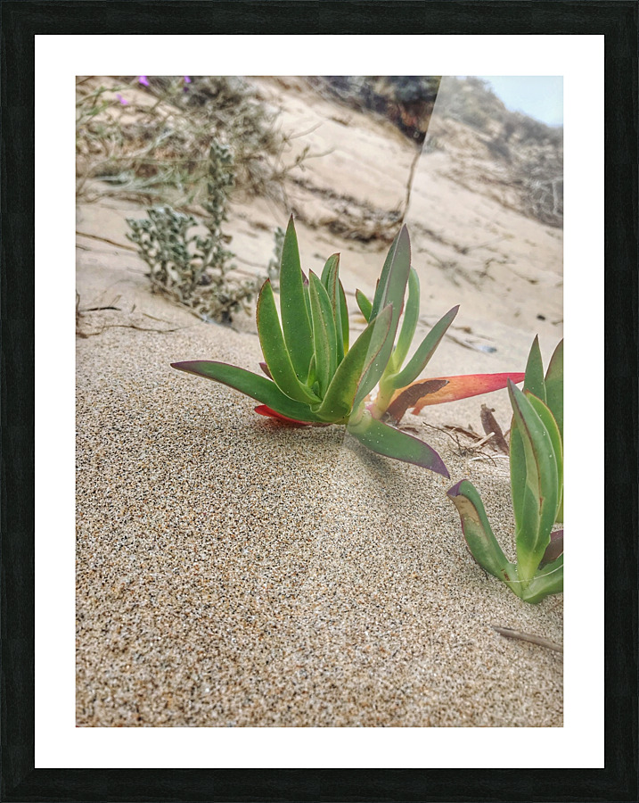 Sandy plant Picture Frame print