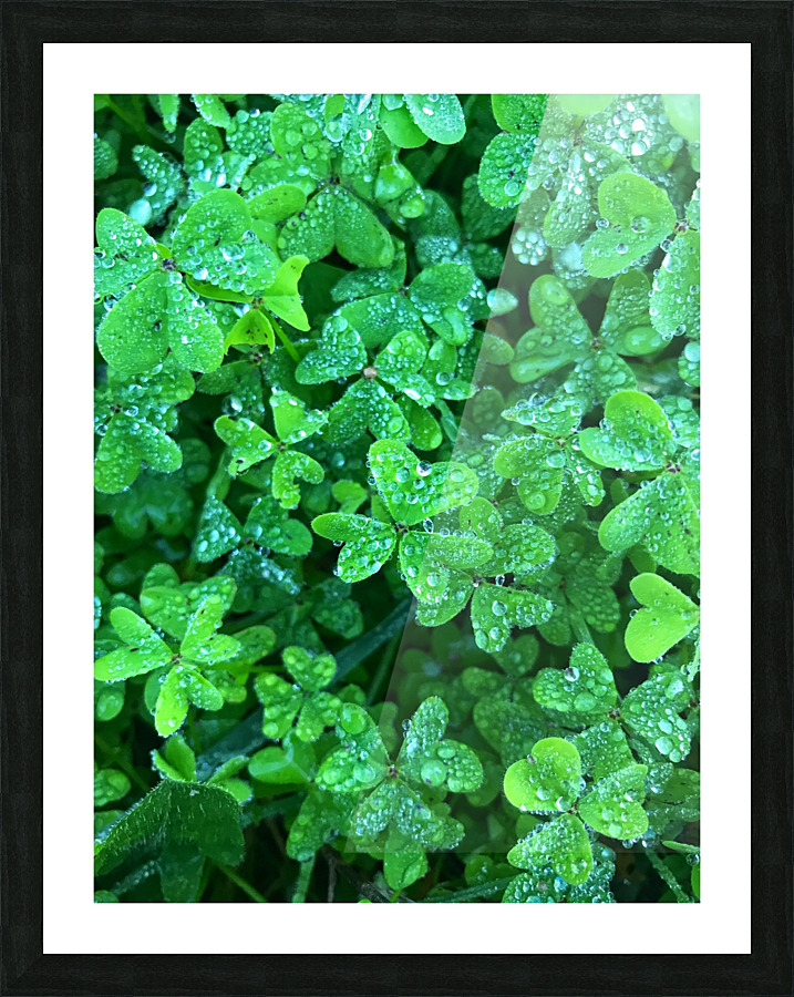Green clover  Picture Frame print