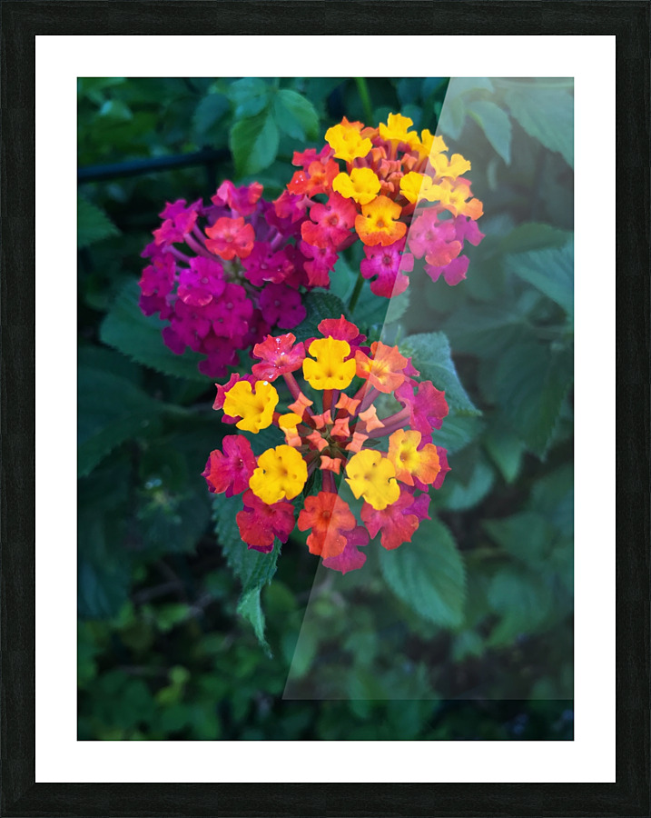 A beautiful flowers Picture Frame print