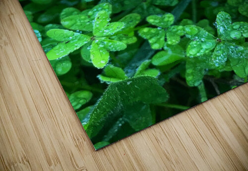 Green clover  Anita Varga puzzle