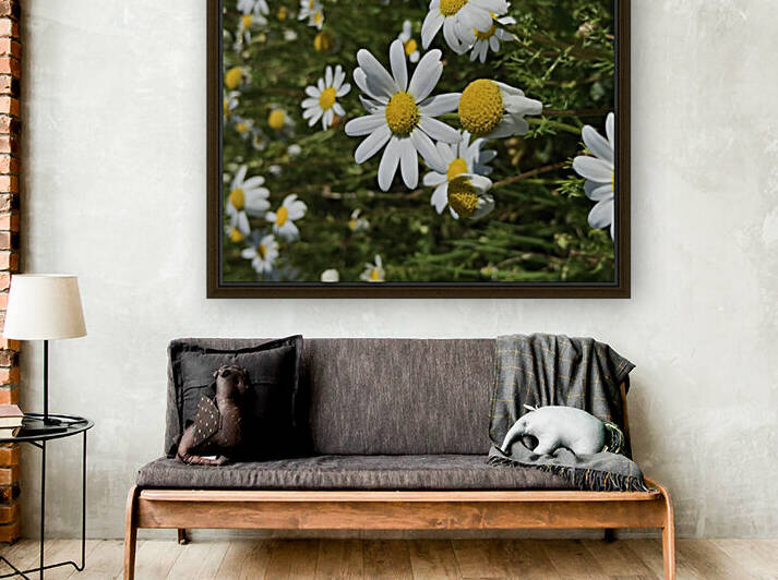 Camomile flower in Portugal by Anita Varga
