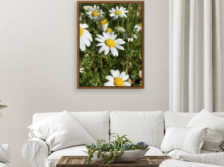 Camomile in Portugal  by Anita Varga
