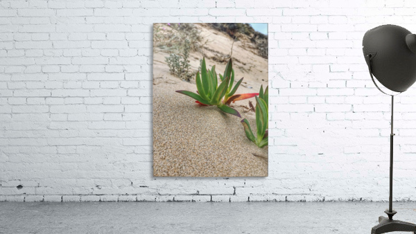 Sandy plant Wall Preview