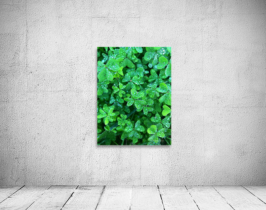 Green clover  Wall Preview